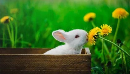 333体育｜电竞-官方网站：引领体育与电竞的新纪元